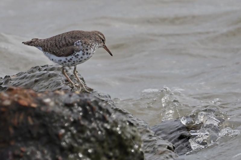 Spotted sandpiper.