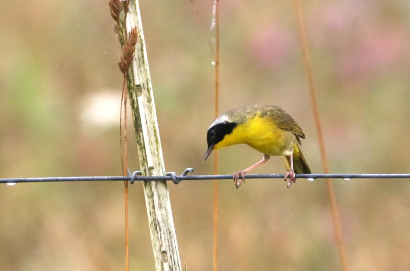 Common yellowthroat.