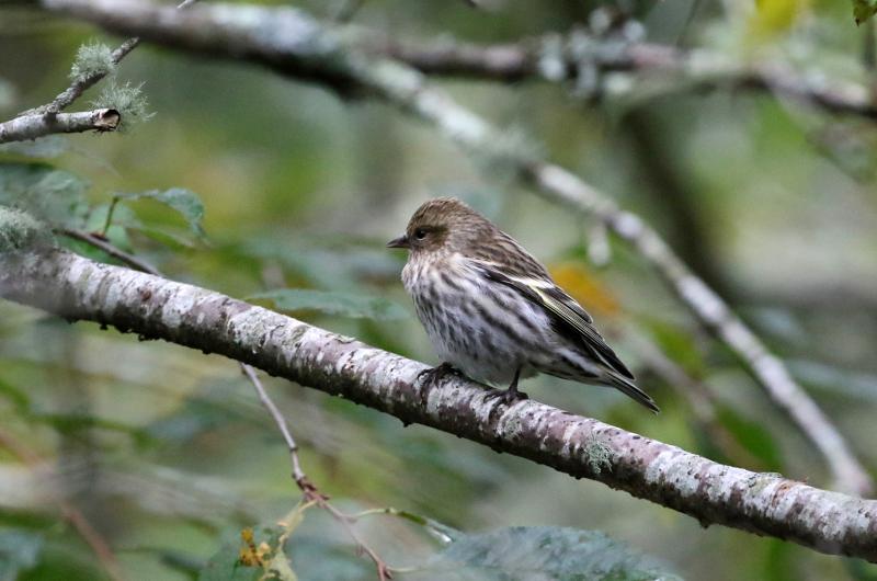 Pine siskin.