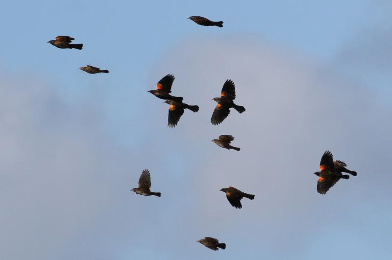 Red-winged blackbirds.