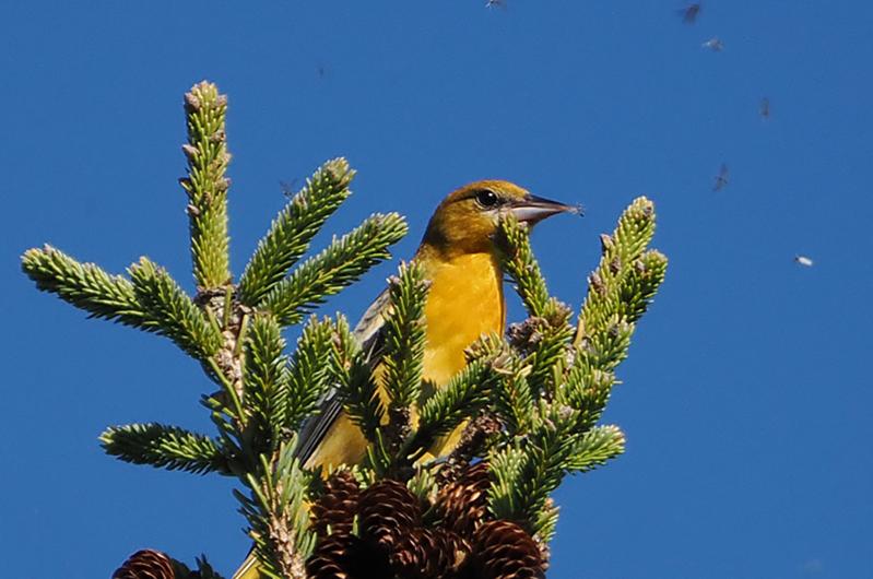 Baltimore oriole.
