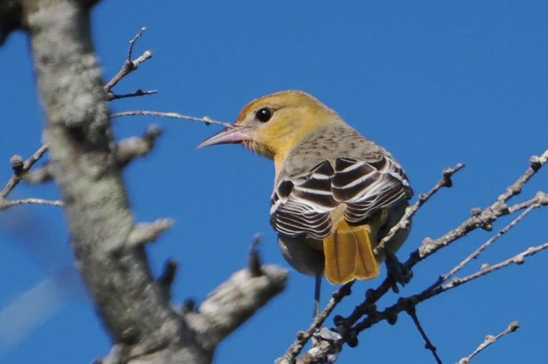 Baltimore oriole.