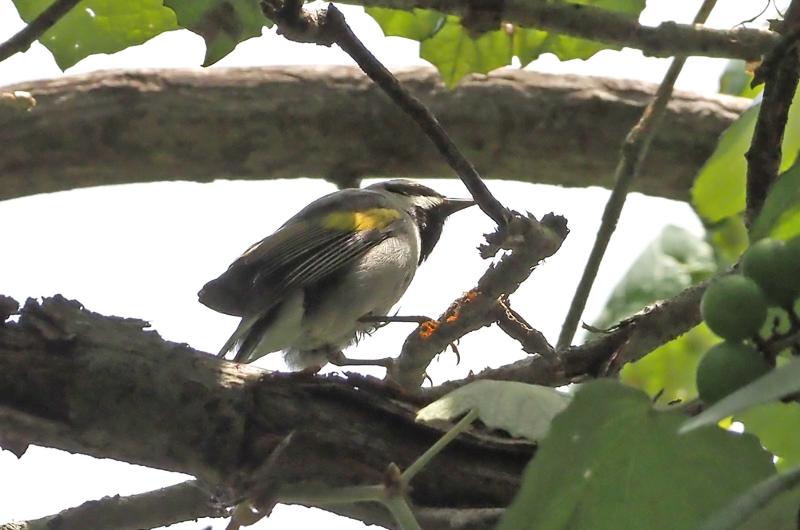 Golden-winged warbler.