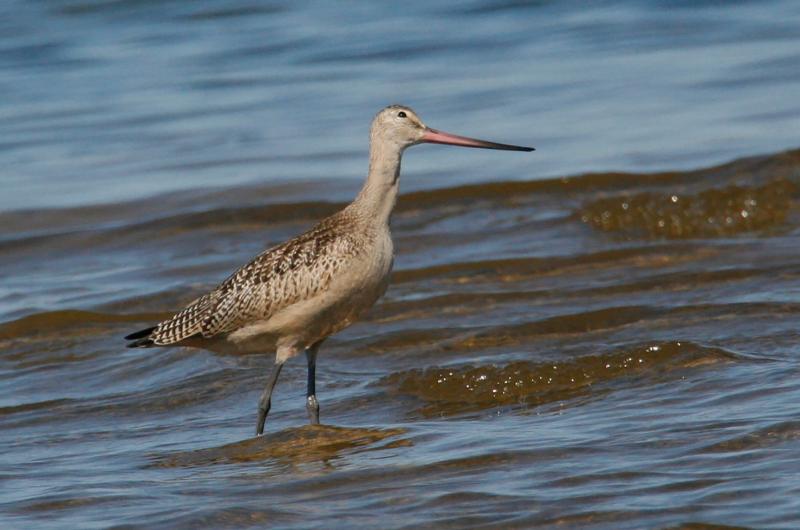 Marbled godwit.