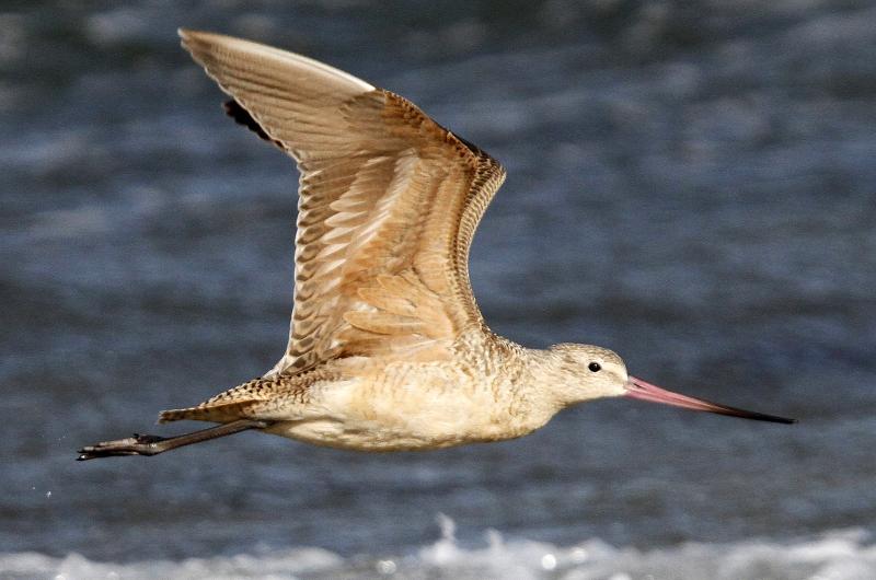 Marbled godwit.