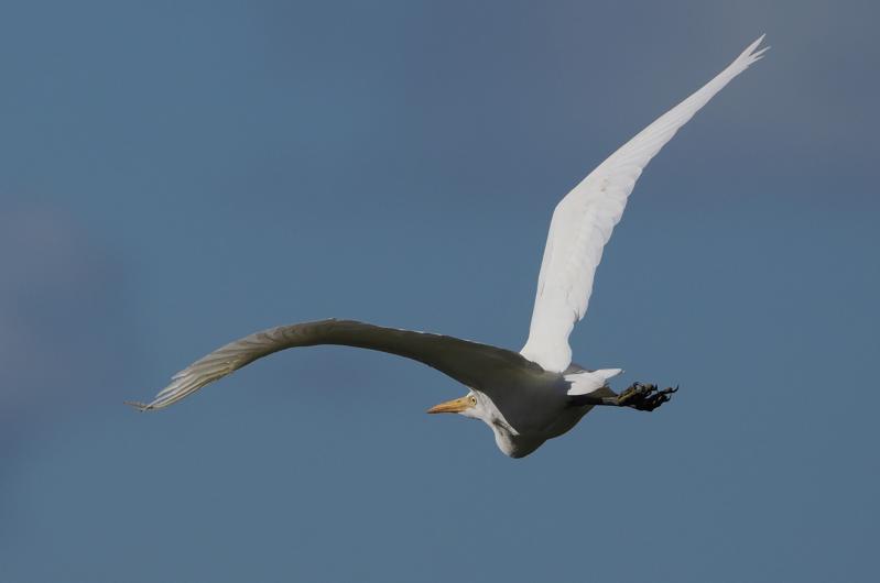 Wester cattle egret.
