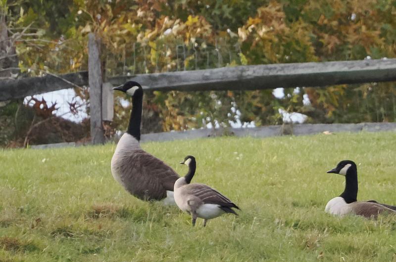 Cackling goos with two Canada geese.