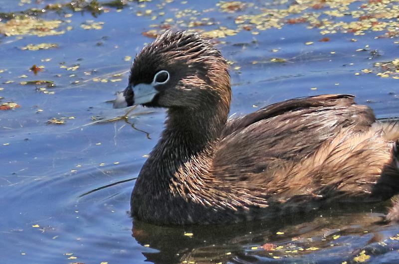 Pied-billed grebe.