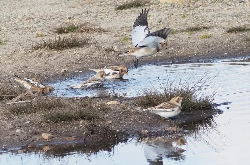 Snow buntings.