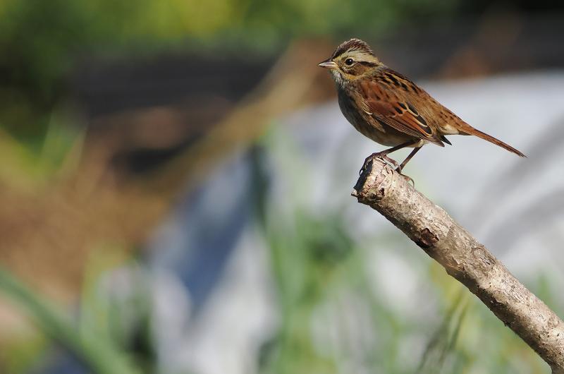 Swamp sparrow.