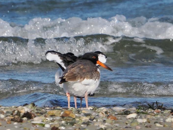 American oystercatcher.