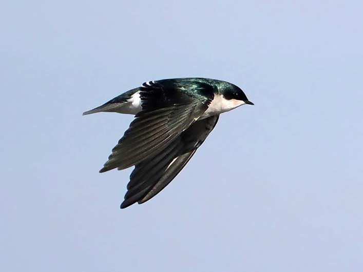 Tree swallow.