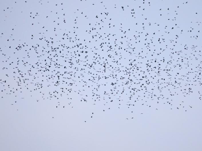 Tree swallows.