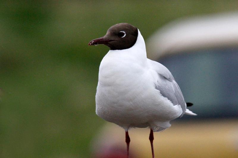 Black-headed gull.