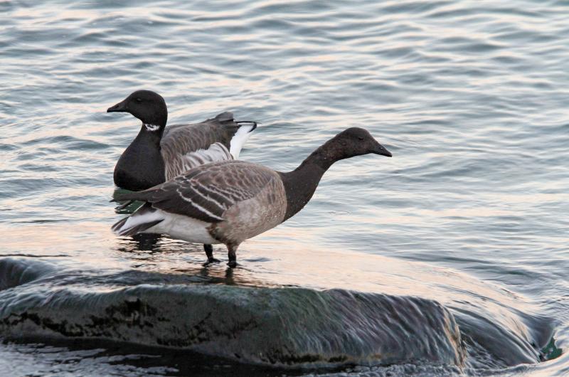 Brant.