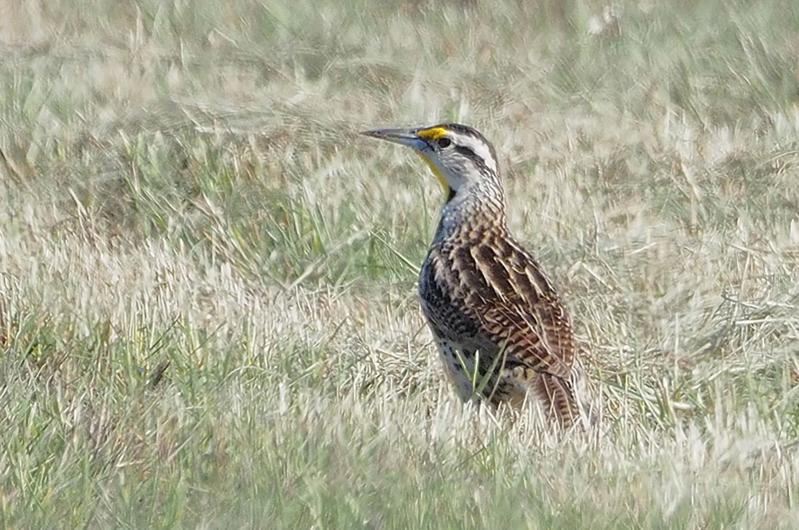 Eastern meadowlark.