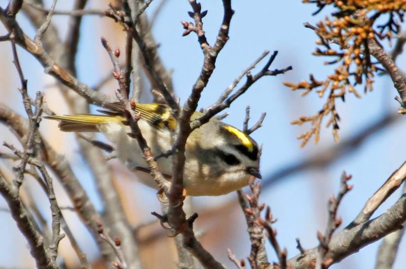 Golden-crowned kinglet.