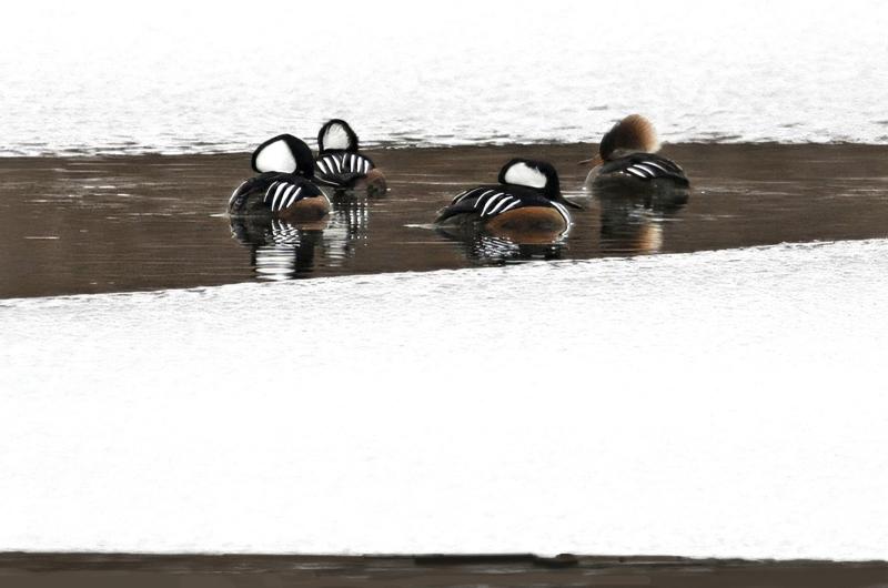 Hooded mergansers.