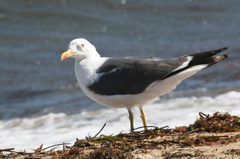 Lesser black-backed gull.