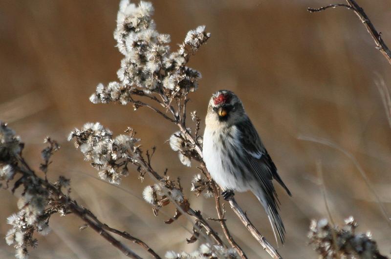 Redpoll.