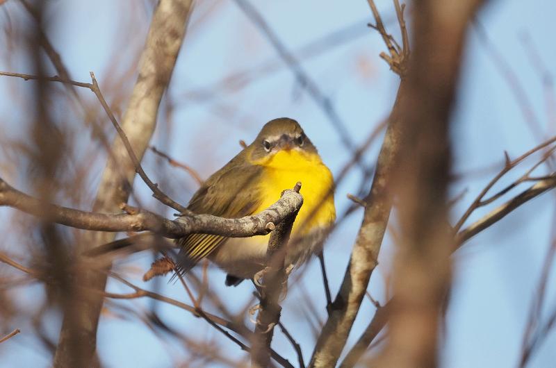 Yellow-breasted chat.