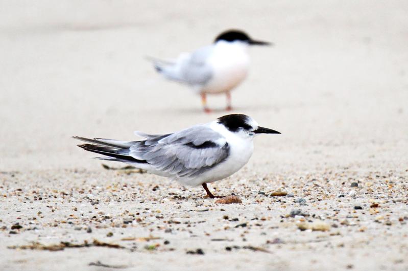 Non-breeding common tern with a roseate tern.