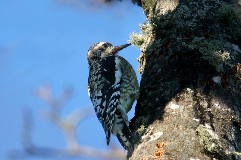 Yellow-bellied sapsucker.