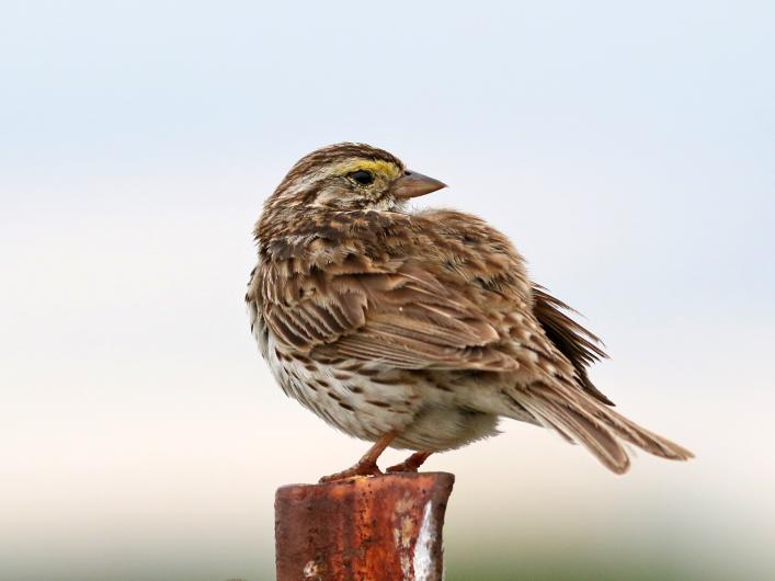 Savannah sparrow.