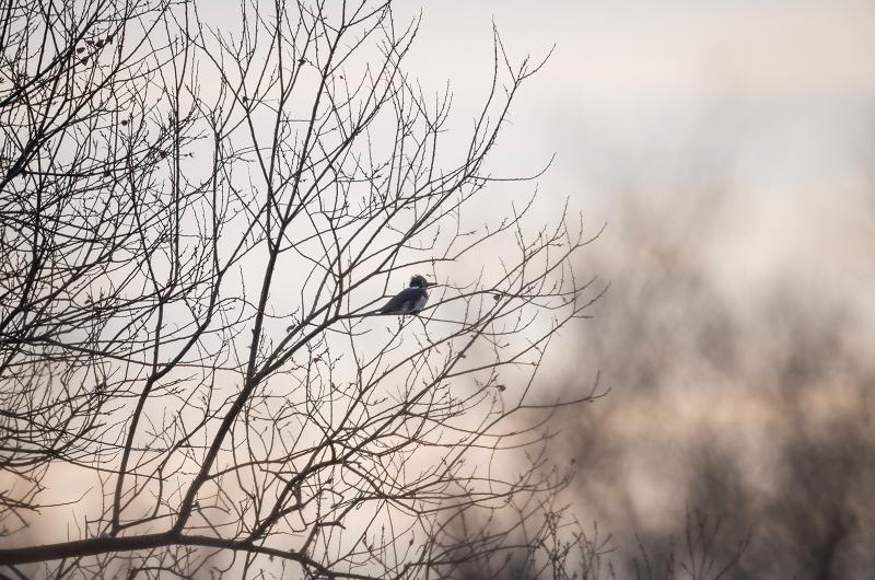 Several Belted Kingfishers were seen.