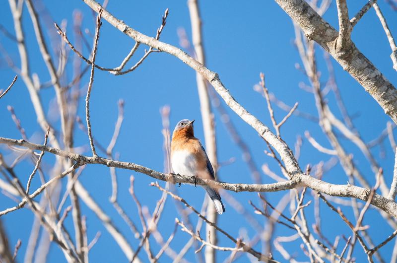 An Eastern Bluebird seen on Jow Walker road.