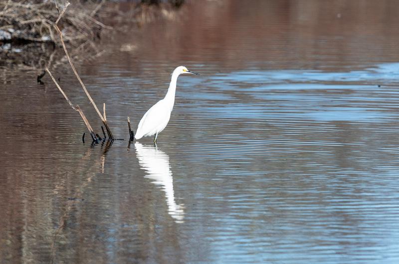 An immature snowy egret seen.