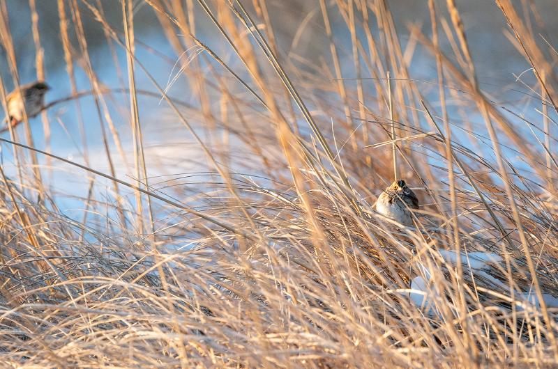 Savannah Sparrows in the dunes at Long Point.