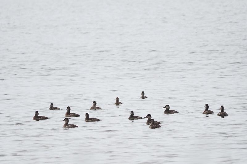 Ruddy ducks.