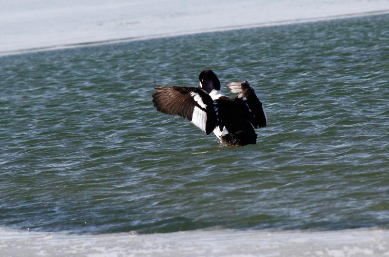 Barrows goldeneye.