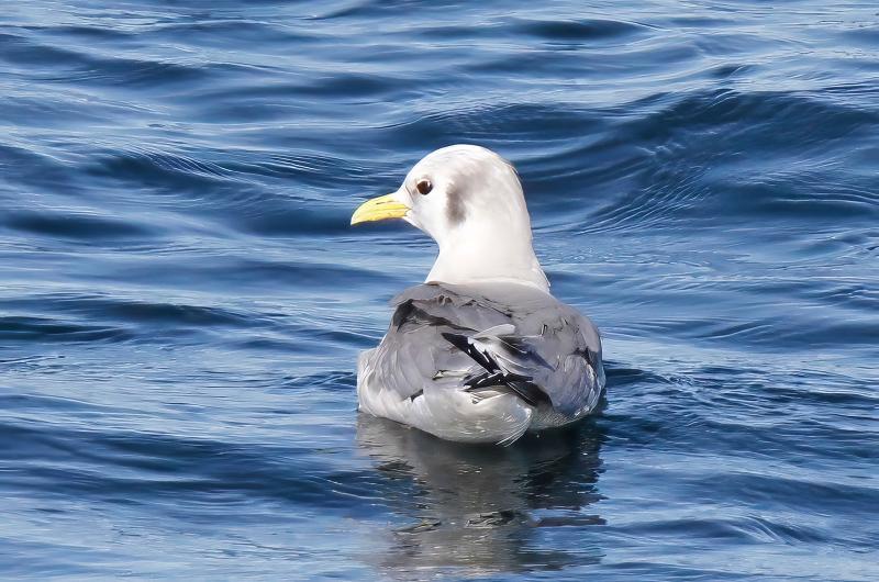 Black-legged kittiwake.