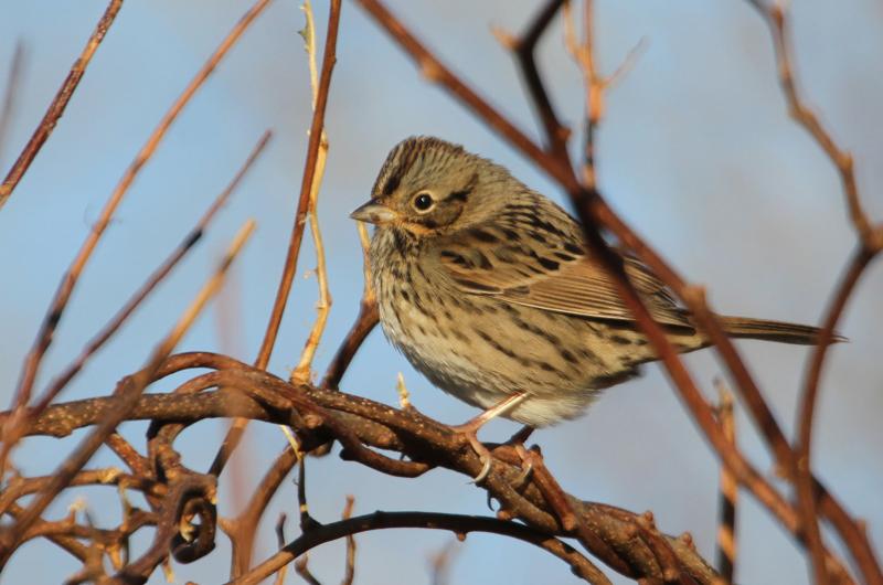 Lincoln's sparrow.