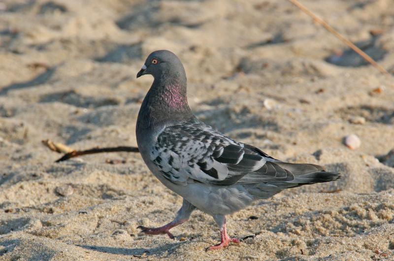 Rock pigeon.