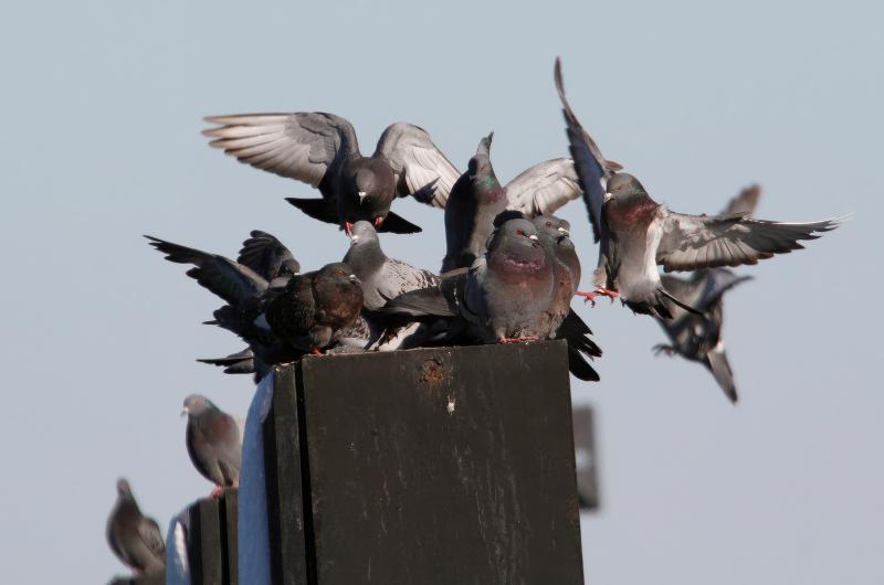 Rock pigeons.