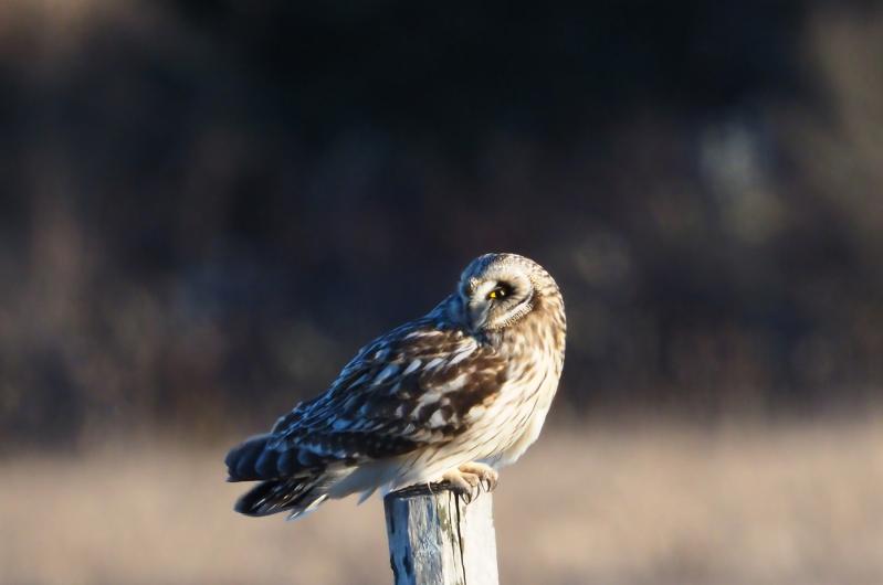 Short-eared owl.