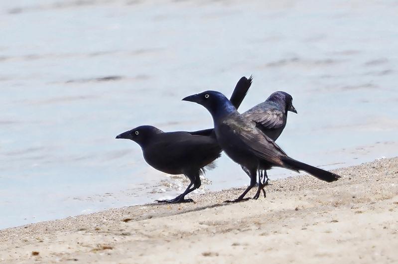 Common grackles.