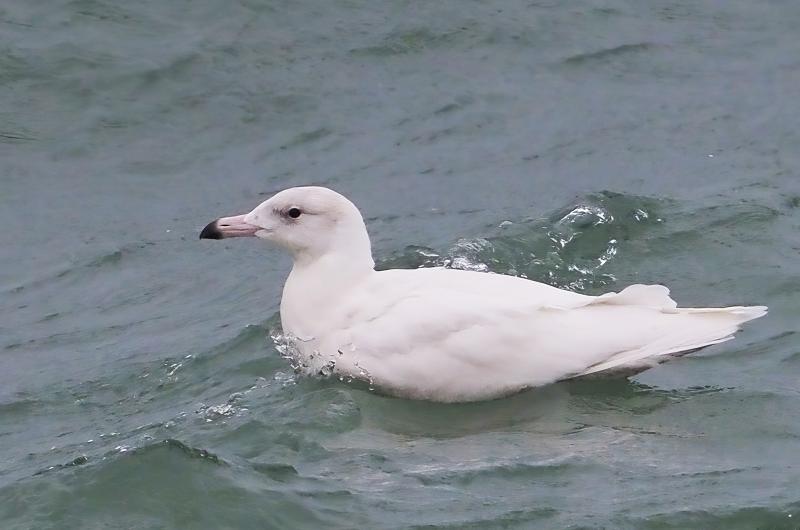 Glaucous gull.