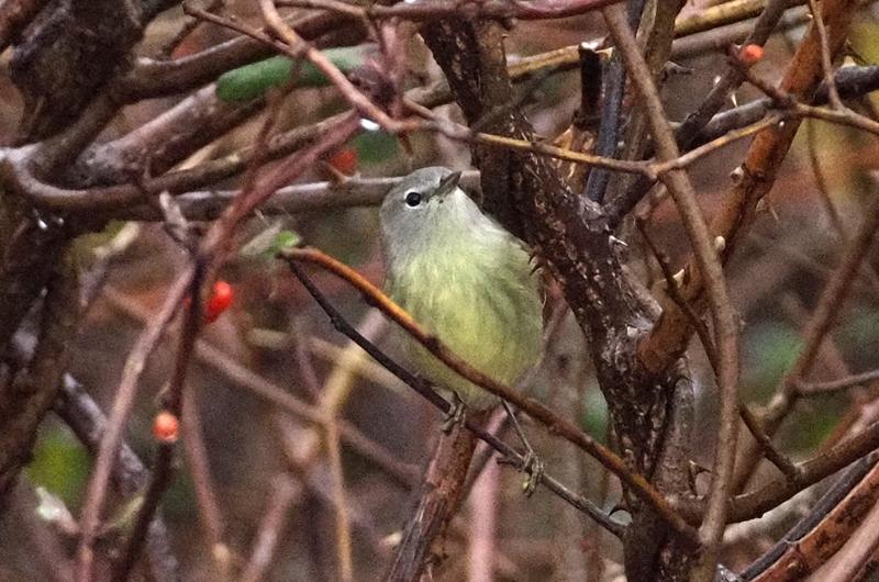 Orange-crowned warbler.