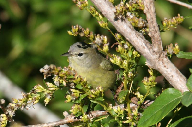 Orange-crowned warbler.