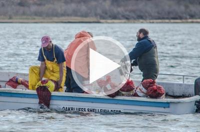 Quahaug relay