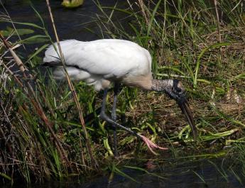 stork