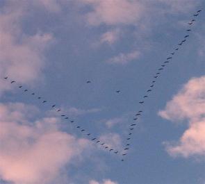 cormorants