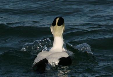 duck