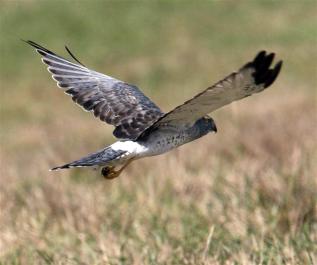 harrier