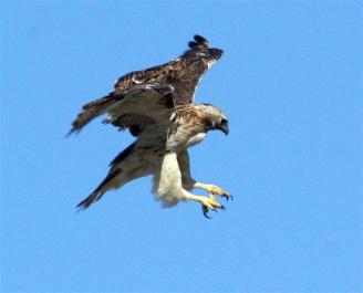hawk