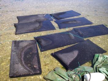 scallop bags